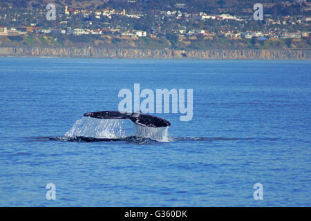 Queue de baleine pendant le crépuscule à l'océan Pacifique le long de la côte de Californie Banque D'Images