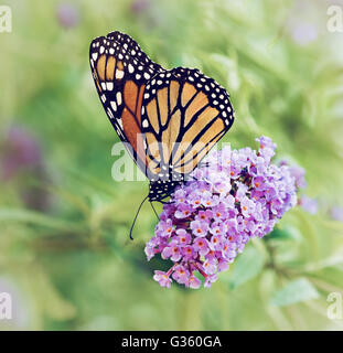 Le monarque (Danaus plexippus) se nourrissant de fleurs aux papillons Banque D'Images