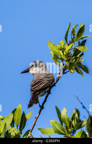 Le Tyran gris Tyrannus dominicensis, nourriture, sur jardin clef en dehors Fort Jefferson dans le parc national sec de Tortugas, Florida, USA Banque D'Images