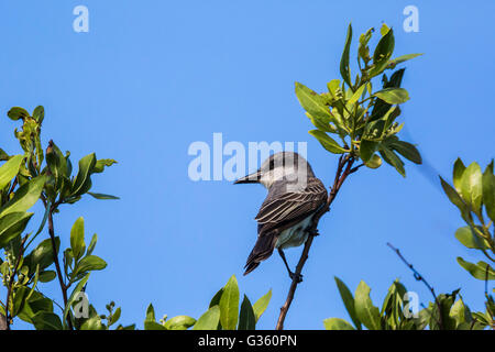 Le Tyran gris Tyrannus dominicensis, nourriture, sur la touche le jardin juste à l'extérieur de Fort Jefferson dans le parc national sec de Tortugas, Floride, Banque D'Images