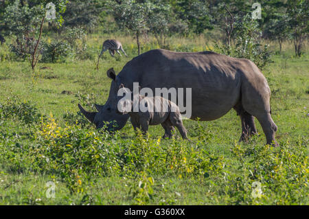 Rhinocéros blanc du sud le pâturage dans le Weldgevonden Game Reserve en Afrique du Sud Banque D'Images