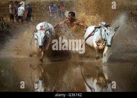 Un jockey contrôlant sa vache au cours de l'action de SSPI Jawi (race de vache) dans l'Ouest de Sumatra, en Indonésie. Banque D'Images