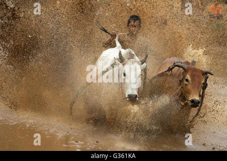 Un jockey contrôlant sa vache au cours de l'action de SSPI Jawi (race de vache) dans l'Ouest de Sumatra, en Indonésie. Banque D'Images