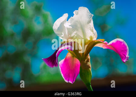 Fleur iris rose contre le ciel bleu. Banque D'Images