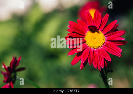 Marguerite rouge décoratif fleur sur fond vert. Banque D'Images