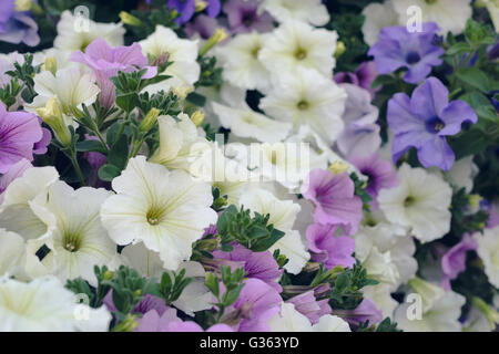 Beaucoup de fleurs multicolores fleurs pétunia, summertime background Banque D'Images