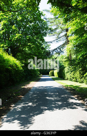 Cadre tranquille et isolé country lane entouré de frontières bordé d'arbres Banque D'Images