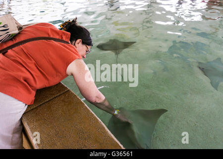 Stingray Touch expérience à l'Aquarium de Shedd, Chicago Banque D'Images