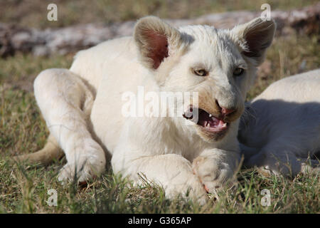 Un lion blanc cub (Panthera leo) rongeant sur un os au Parc du Lion Drakenstein dans le Western Cape, Afrique du Sud Banque D'Images