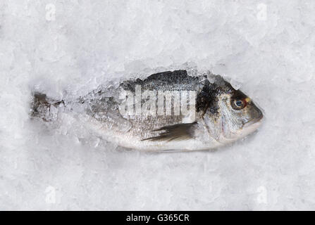 Vue du dessus de l'horizontale un dorada sur une table de glace de poisson au marché Banque D'Images