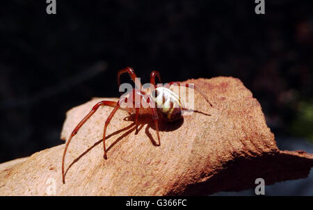 Feuille d'australien spider (Phonognatha curling graeffei) sur l'écorce. Fait son accueil dans une feuille enroulée dans le centre de son site web Banque D'Images