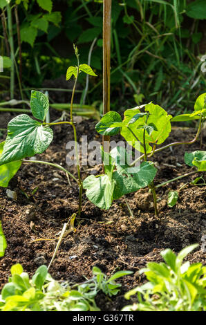 Les jeunes plantes haricot, nouvellement planté avec une canne de bambou à grandir. Banque D'Images