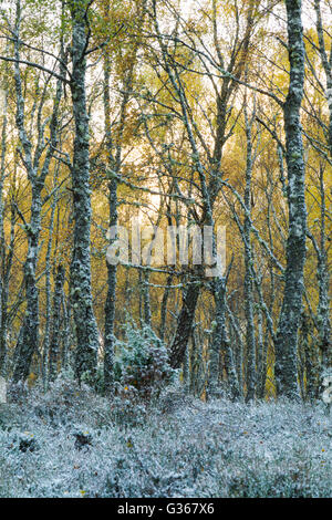 Bois de bouleau d'argent, nom latin Betula pendula, avec un début d'hiver chute de neige au sol Banque D'Images