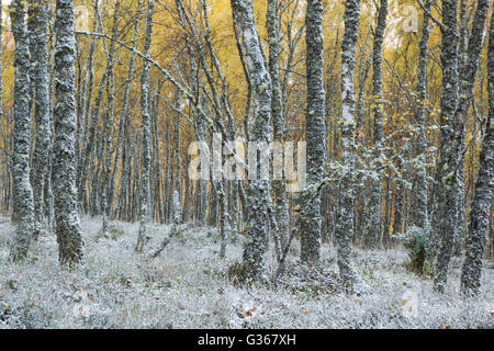 Bois de bouleau d'argent, nom latin Betula pendula, avec un début d'hiver chute de neige au sol Banque D'Images