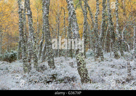 Bois de bouleau d'argent, nom latin Betula pendula, avec un début d'hiver chute de neige au sol Banque D'Images