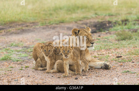 Lionne avec trois oursons lying together, un cub est à la recherche à la caméra, Masai Mara, Kenya, Afrique Banque D'Images