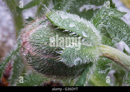 Une macro photo d'un pavot d'Orient Bud, nom scientifique Papaver orientale, avec des gouttes d'eau sur c'est les cheveux. Banque D'Images