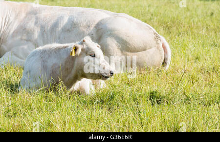 Vache veau blanc musclé et pose dans l'herbe verte Banque D'Images