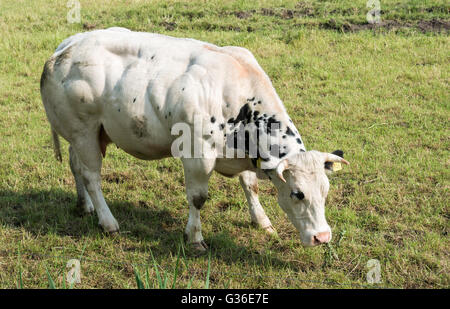 Très musclé et blanc vache noire dans le champ vert Banque D'Images