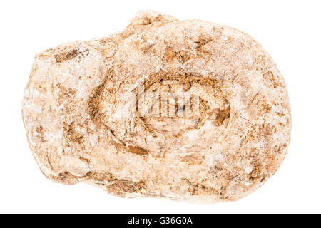 Un ancien coquillage fossile isolé sur fond blanc Banque D'Images