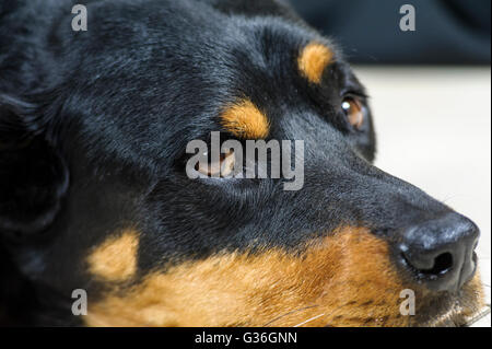 Le Labrottie n'est pas un chien de race pure. Il s'agit d'un croisement entre le Labrador et le Rottweiler. Banque D'Images