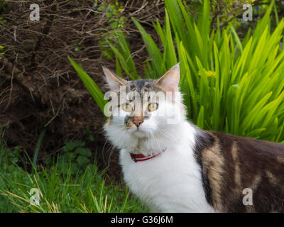 Curieux chat dans jardin Banque D'Images