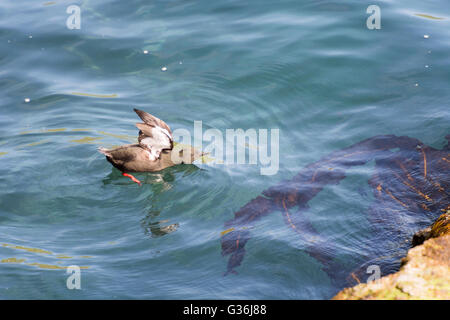 Le Guillemot à miroir (Cepphus grylle), sur l'eau sur les îles Féroé Banque D'Images