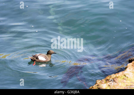 Le guillemot à miroir (Cepphus grylle), sur l'eau sur les îles féroé Banque D'Images