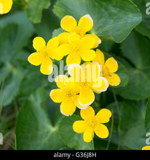 Le Populage des marais, Caltha palustris plante et fleurs jaunes sur les îles Féroé Banque D'Images