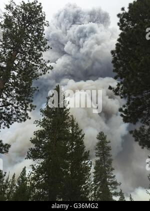 Des nuages de fumée géant s'élever des attirer le feu dans la forêt nationale de Winema Fremont 8 juin 2015 à Chiloquin, Oregon. L'incendie a été déclenché par la foudre et se développe rapidement en raison du temps chaud et sec du vent. Banque D'Images