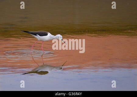 Black-winged Stilt (Himantopus himantopus) à la recherche de nourriture dans les marais salants dans le département en France Banque D'Images