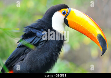 Portrait de profil de Toco Toucan (Ramphastos toco) avec son gros bec étrange Banque D'Images