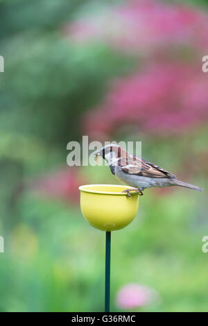 Passer domesticus. Moineau domestique mâle avec ténébrion meunier debout sur une mangeoire couleur tasses dans un jardin anglais Banque D'Images