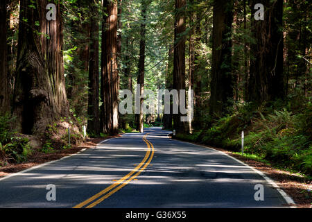 Nous historique 101 serpente à travers bois rouge oliviers dans l'Avenue des Géants près de Weott, California Banque D'Images