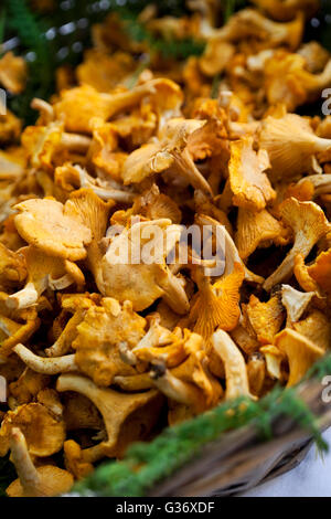 Girolle champignons dans un guichet panier sur une échoppe de marché Banque D'Images