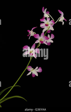 Orchidée dendrobium, sur fond noir, Banque D'Images