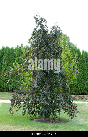 Fagus sylvatica purpurea pendula hêtre pleureur,arbre, Banque D'Images