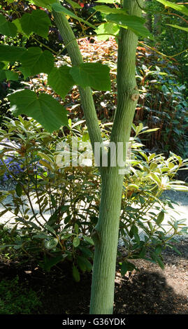 Acer tegmentosum, tigresse blanche mandchoue, Stripebark maple Banque D'Images