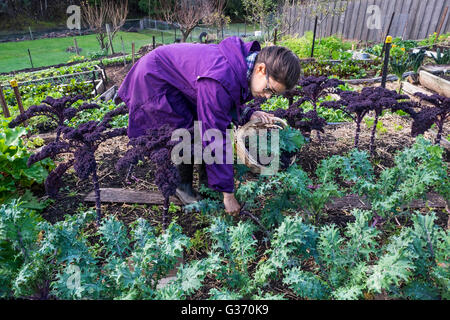 Une jeune femme douce récolte kale dans un petit marché à Hobart en Tasmanie le jardin Banque D'Images