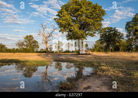 Un étang près de Nehimba dans le parc national de Hwange au Zimbabwe Banque D'Images