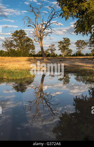 Squelette d'un arbre reflété dans un étang près de Nehimba Parc National Hwange Banque D'Images