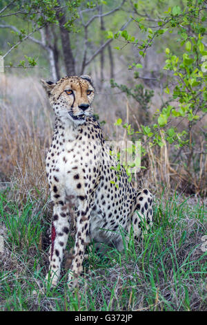 Cheetah dans Kruger National Park, Afrique du Sud ; Espèce Acinonyx jubatus famille des félidés Banque D'Images