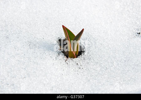 Au début du printemps les plantes. Petites fleurs tulipes qui sortent de la neige au printemps. Banque D'Images