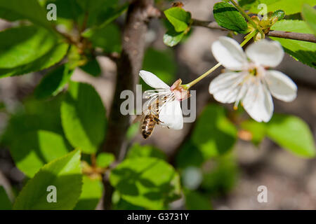 Vue rapprochée de l'abeille recueille le nectar et le pollen sur un livre blanc blossoming cherry tree branch. Fleurs blanches de fleurs de la cerise Banque D'Images