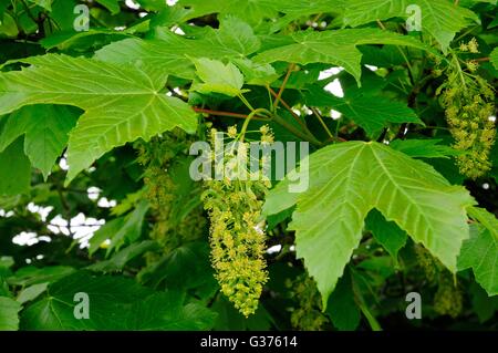 Fleurs sycomore Acer pseudoplatanus Banque D'Images