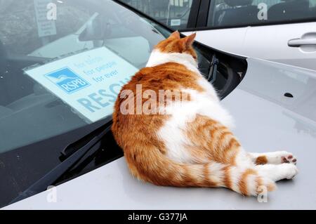 Le gingembre et le grand chat blanc dort sur une voiture resque RSPB Banque D'Images