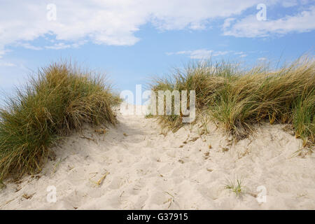 Au bord de la baltique, des dunes de sable Banque D'Images