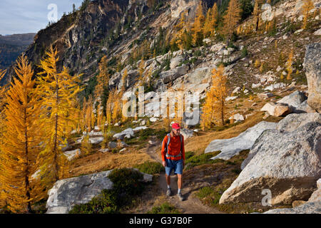 WA12737-00...WASHINGTON - promeneuse à utiliser-trail parmi les mélèzes ci-dessous les flèches au début de l'hiver dans le Nord Cascades. Banque D'Images