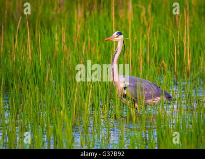 Héron cendré Ardea cinerea, dans une eau parmi l'herbe Banque D'Images