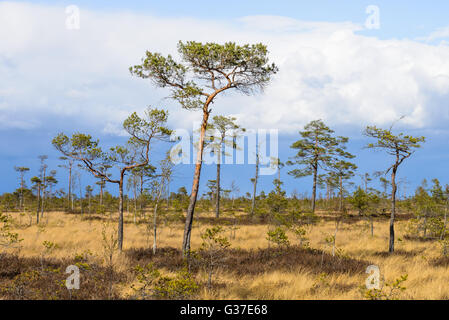 Paysage de tourbière à Rio Dulce, Estonie Banque D'Images